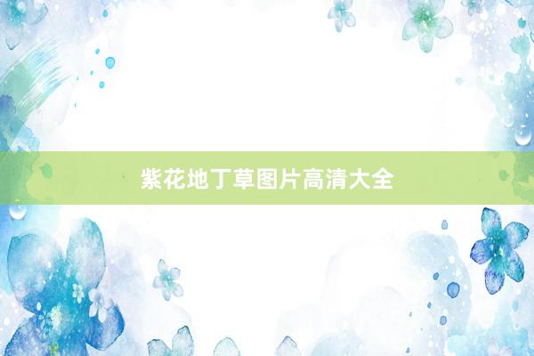 紫花地丁草图片高清大全